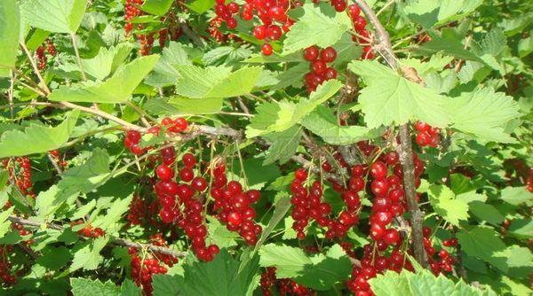 ลูกเกดแดง