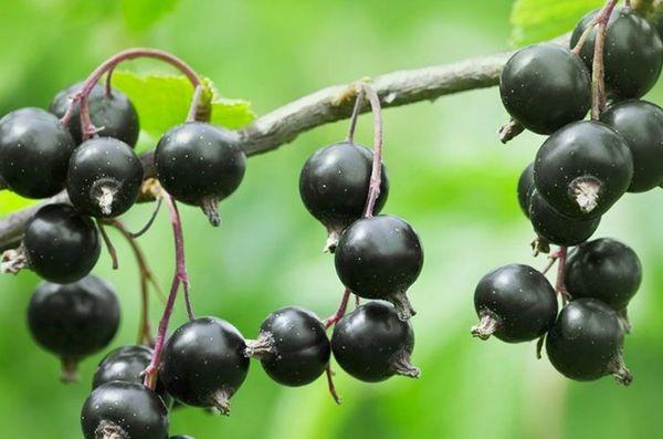 ลูกเกดดำ