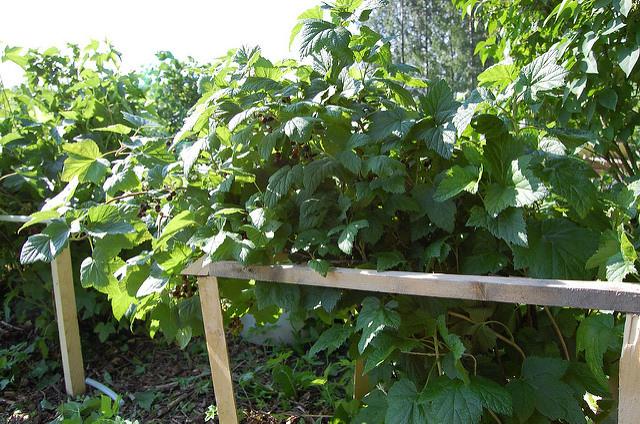 croissance des groseilles