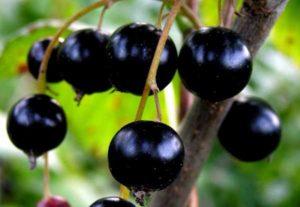 ลักษณะและลักษณะของพันธุ์ลูกเกดกัลลิเวอร์ การปลูกและการดูแลรักษา