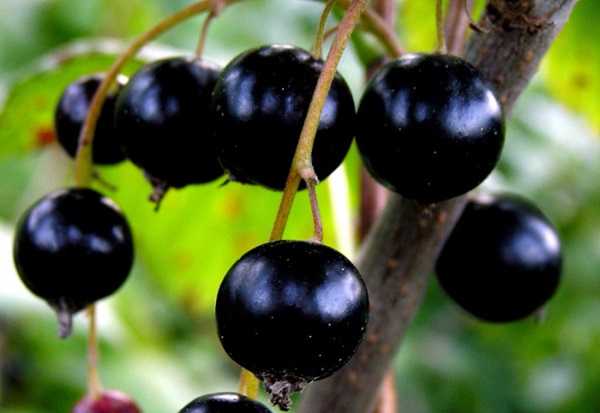 ลูกเกดกัลลิเวอร์