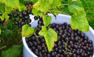 คำอธิบายพันธุ์ลูกเกดที่ดีที่สุด 10 พันธุ์สำหรับภูมิภาคมอสโก การปลูกและการดูแล