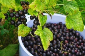 ถังลูกเกด