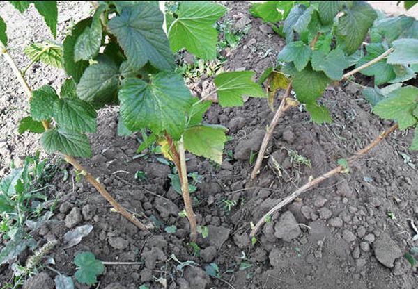 plantation de groseilliers