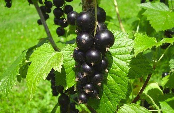 datcha de groseilles