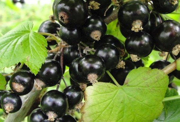 groseille à maturation tardive