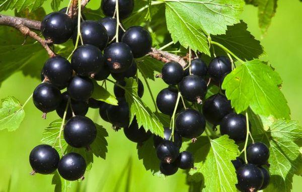 une branche avec des groseilles