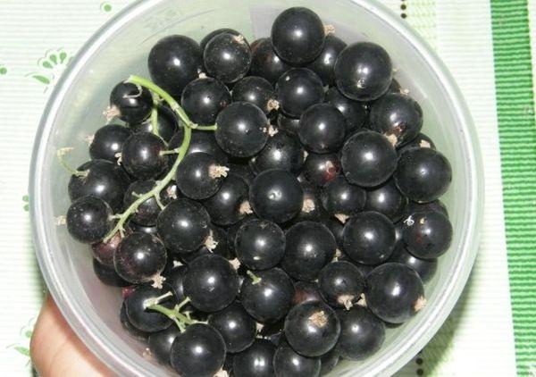fruits de cassis