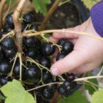 une branche avec des baies