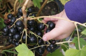 กิ่งก้านที่มีผลเบอร์รี่