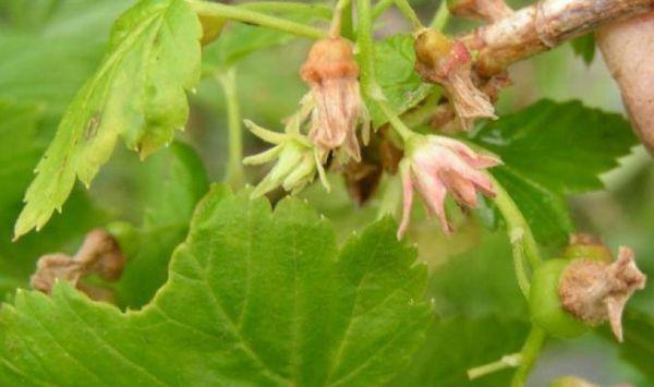 fructification du cassis