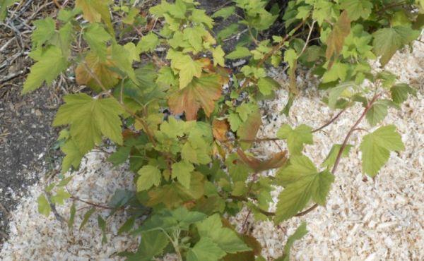 paillage des groseilles