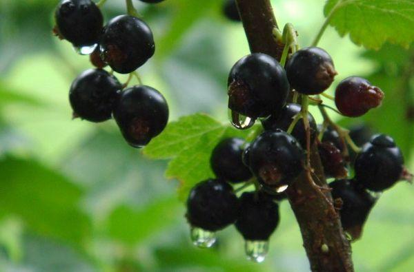 Pygmée sans prétention