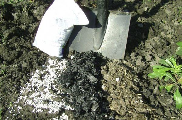 fertilisation du sol