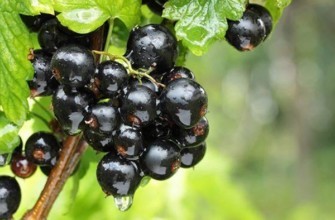 สมบัติแบล็คเคอร์แรนท์