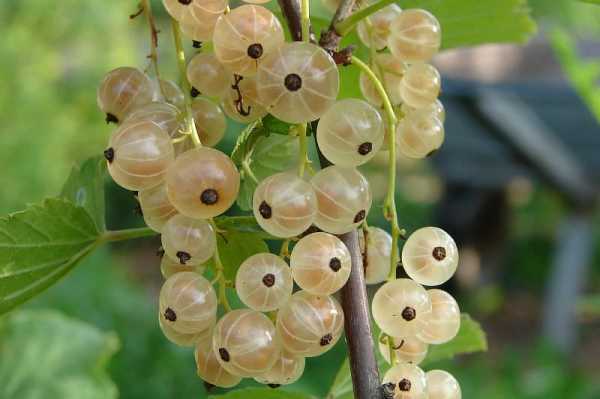 ลูกเกดในสวน