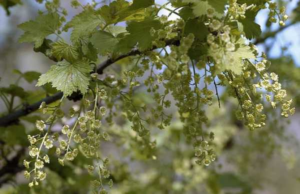 พุ่มไม้ดอก