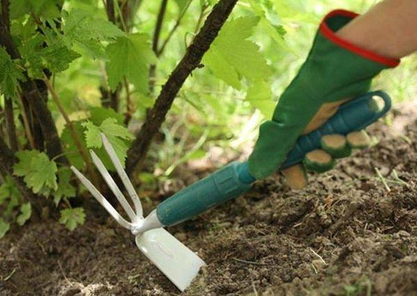 การดูแลเบอร์รี่