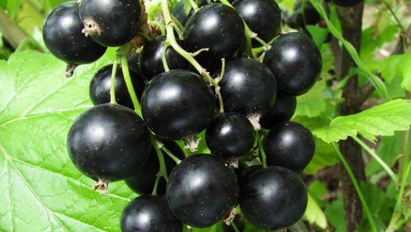 แบล็กเบอร์รี่