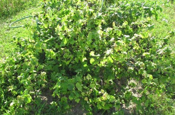 Pygmée sans prétention