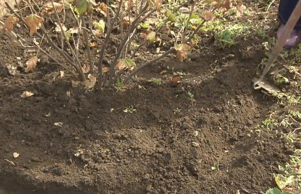 การปลูกผลเบอร์รี่