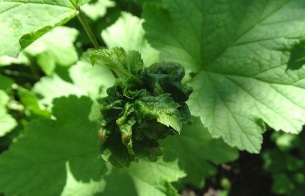 การขยายพันธุ์ลูกเกด