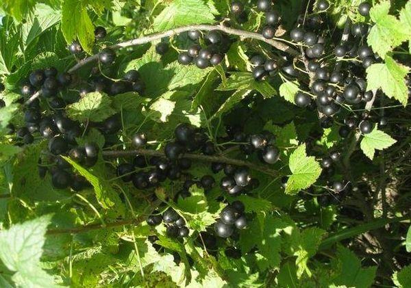 การติดผลลูกเกด