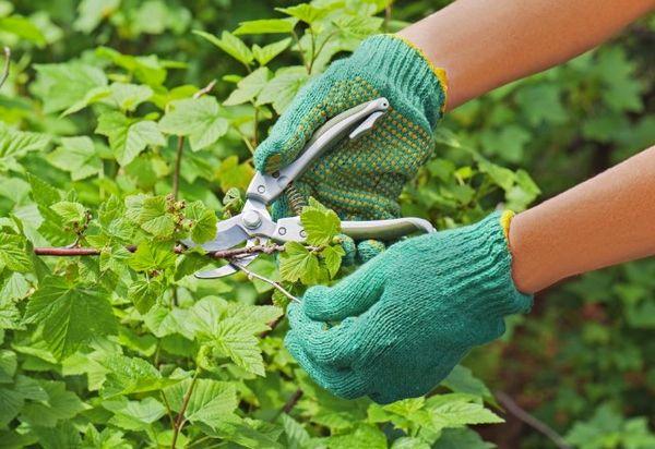 การตัดแต่งกิ่งลูกเกด