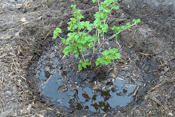 การปลูกลูกเกด