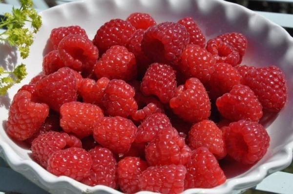 ราสเบอร์รี่ ฮัสซาร์