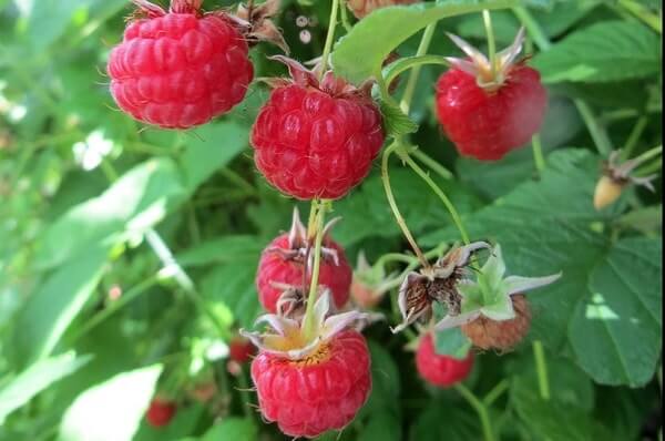 เพื่อนคู่ใจราสเบอร์รี่