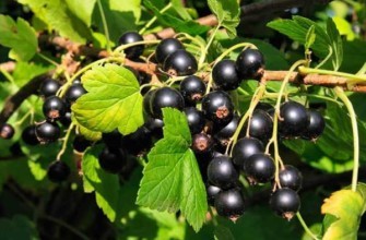 ผลลูกเกด