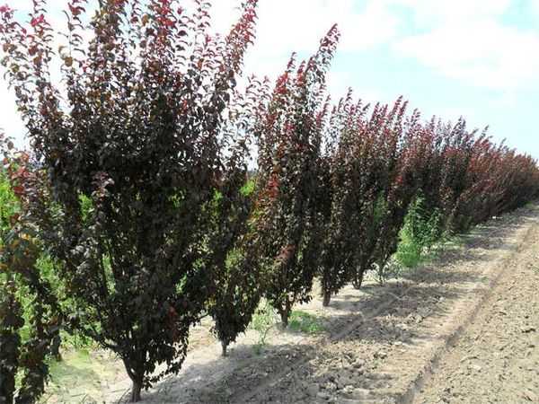 สวนพลัม