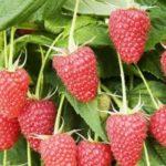 ราสเบอร์รี่สีแดง