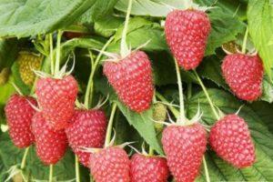 คำอธิบายพันธุ์ราสเบอร์รี่ที่ปลูกซ้ำ Atlant เทคโนโลยีการปลูกและการดูแล