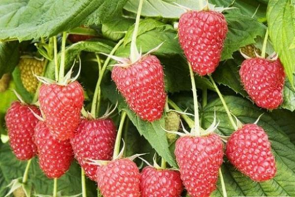 ราสเบอร์รี่สีแดง