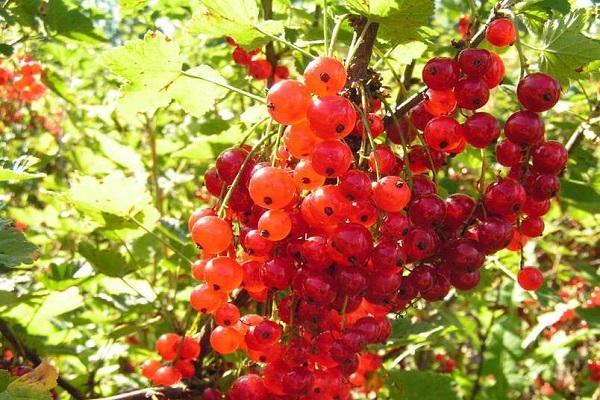 ลูกเกดแดงอิลลินก้า