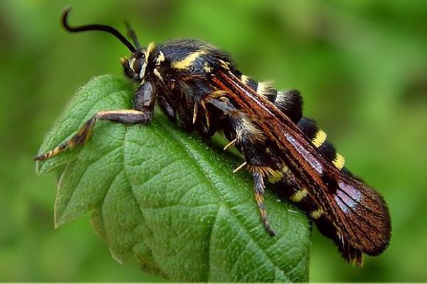 papillon ravageur des groseilles