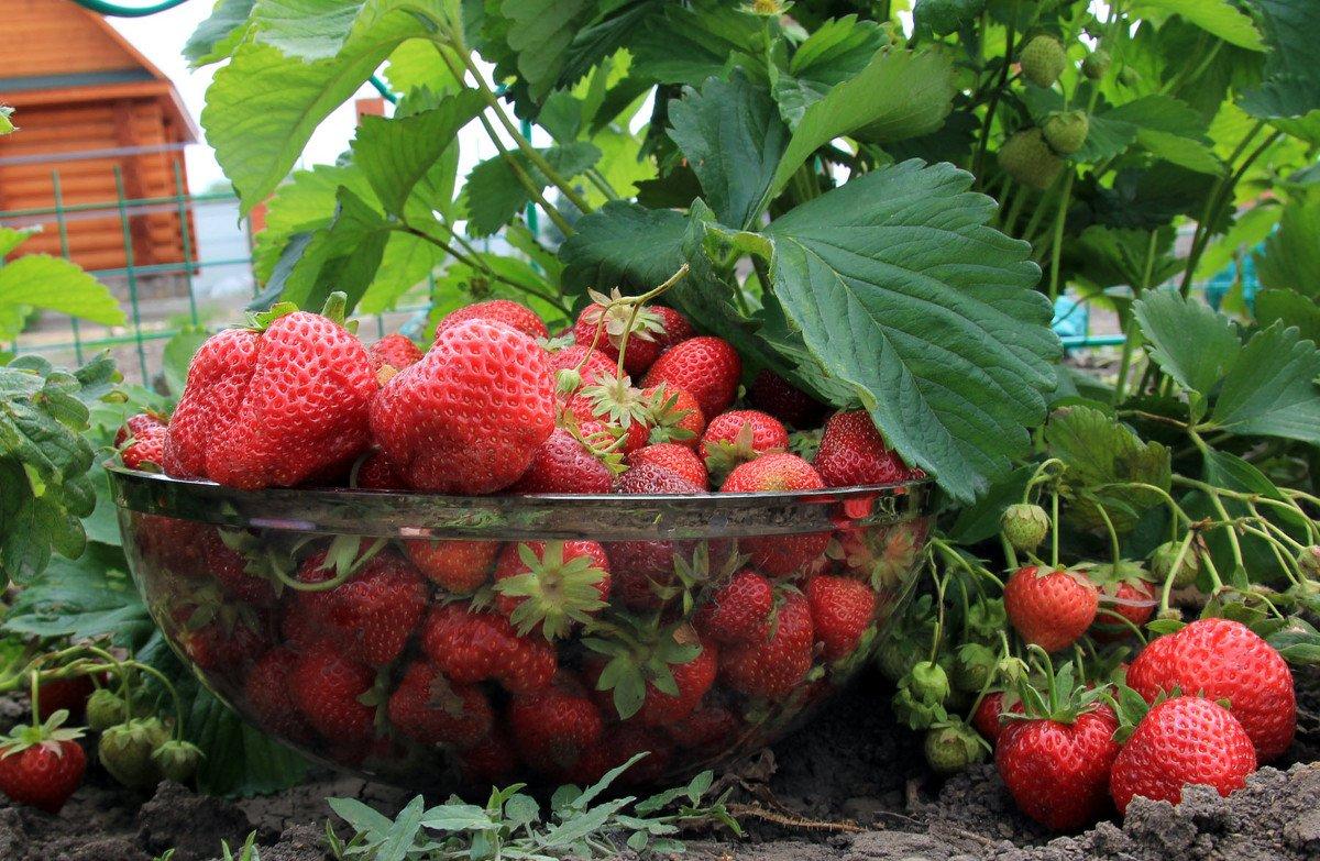 สตรอเบอร์รี่โจลี่