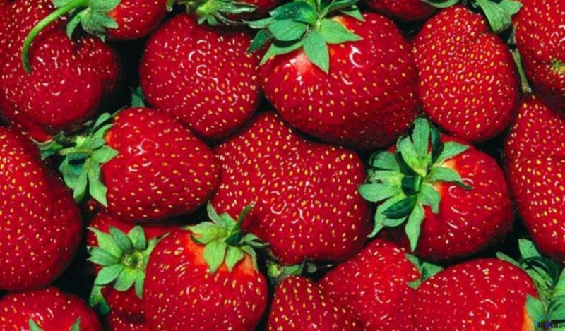 สตรอเบอร์รี่มากมาย