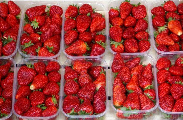 พันธุ์สตรอเบอร์รี่