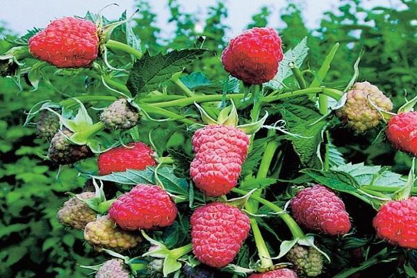 ราสเบอร์รี่สุก