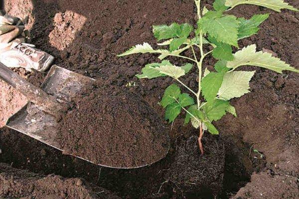 ลักษณะและลักษณะของราสเบอร์รี่พันธุ์ฮุสซาร์ การดูแลและการเพาะปลูก