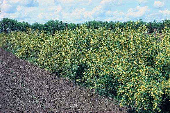 การปลูกลูกเกด