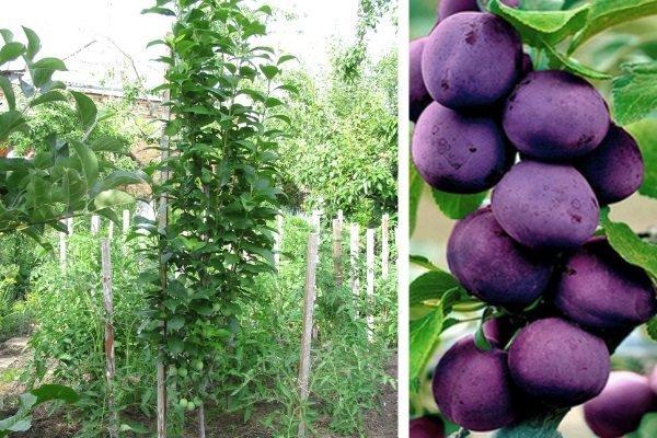 พลัมรัสเซีย