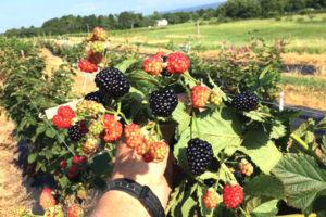 การปลูกและดูแลแบล็กเบอร์รี่ในเทือกเขาอูราล พันธุ์ที่ดีที่สุดสำหรับการปลูก