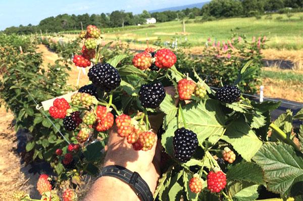 การปลูกและการดูแลรักษา