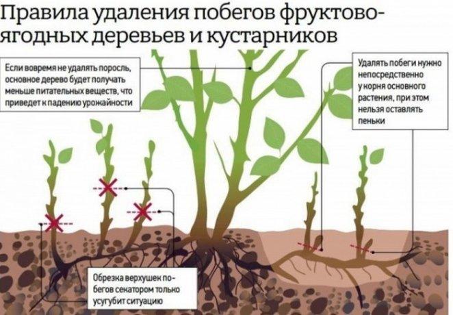 การกำจัดหน่อไม้