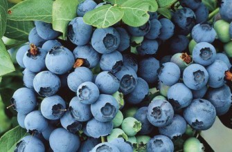 บลูเบอร์รี่สุก