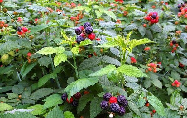 ต้นลูกเกด